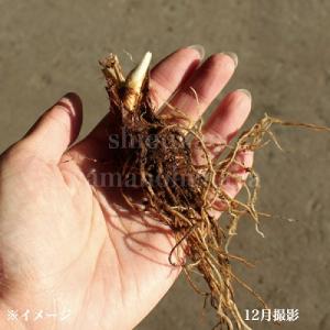 (5株)ミヤマエンレイソウ 素掘り苗5株 山野...の詳細画像1