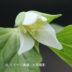 (5株)ミヤマエンレイソウ 素掘り苗5株 山野...の詳細画像2