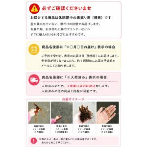 (5株)ミヤマエンレイソウ 素掘り苗5株 山野...の詳細画像3