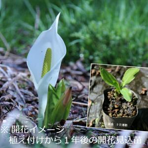 (100ポット)ミズバショウ　10.5cmポット苗100ポットセット　 植付け1年後以降開花見込み苗/水芭蕉/※5/9葉に傷みあり