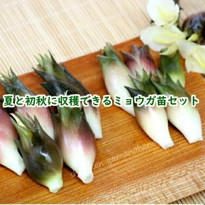 山菜苗セット： 夏と秋に収穫できるミョウガ　各4ポットセット　/※5/17芽吹き始め