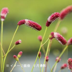アルブカ フミリス 9〜10.5cmポット苗 宿根草/耐寒性多年草/新商品
