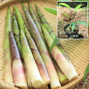 (20ポット)ネマガリタケ　10.5cmポット苗20ポットセット　植え付け1年後以降の収穫見込み苗/山菜苗/根曲がり竹/姫竹