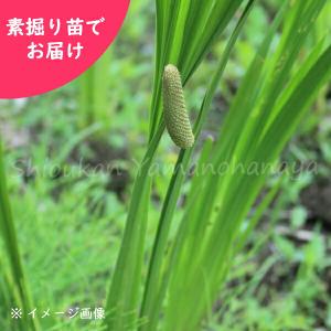 (5株)ハショウブ・ニオイショウブ　素掘り苗5株　 /香り菖蒲/端午の節句/菖蒲湯/※入荷済み 日時指定は3月16日まで可能