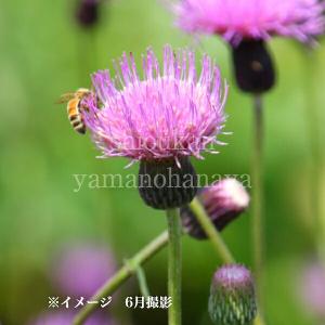 (100ポット)ノアザミ　9〜10.5cmポット苗100ポットセット　 山菜苗/耐寒性多年草/野薊/※今季開花終了 8/18葉に傷みあり