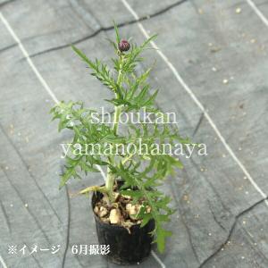 (100ポット)ノアザミ 9〜10.5cmポッ...の詳細画像2