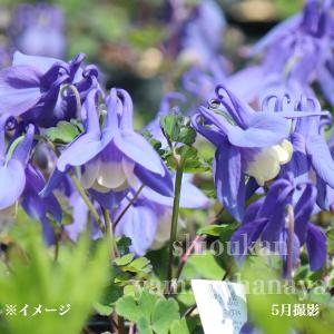 スズラン 球根 白と紫の花 Amazon.co.jp: 選べる花色「 ヒヤシンス 球根 【 白花(ホワイトパール