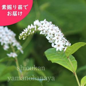 紫桜館 山の花屋 オカトラノオ 初夏に咲く植物 Yahoo ショッピング