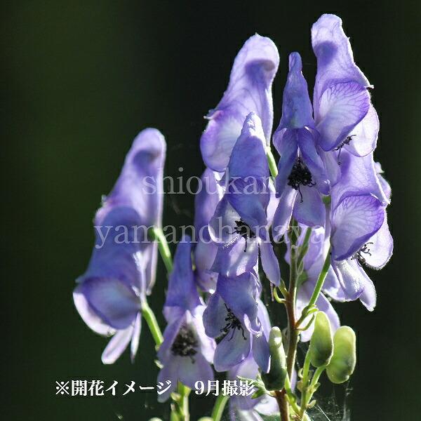 トリカブト 猛毒の花