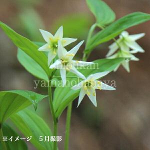 (100ポット)オオチゴユリ　9〜10.5cmポット苗100ポットセット　 山野草/耐寒性多年草/大稚児百合/※5/9葉が展開中