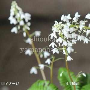 日本カタクリ 9cmポット苗 山野草/耐寒性多年草/※休眠 地上部無し : 紫