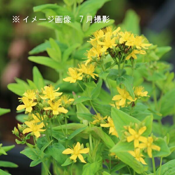 (5ポット)オトギリソウ　9〜10.5cmポット苗5ポットセット　 山野草/弟切草/※4/22芽吹き...