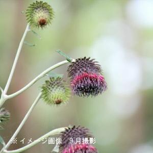 (100ポット)オヤマボクチ　9〜10.5cmポット苗100ポットセット　 山菜苗/雄山火口/※7/4葉が展開中