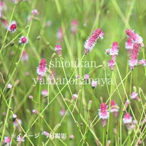 アルブカ フミリス 9〜10.5cmポット苗 宿根草/耐寒性多年草/新商品