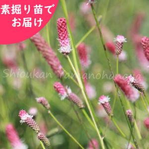 春の山野草 ピンク色の花の商品一覧 通販 Yahoo ショッピング