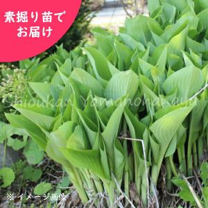 予約受付中▼(5株)ウルイ　素掘り苗5株　 山菜苗/オオバギボウシ/ホスタ/※2026年10月16日お届け開始