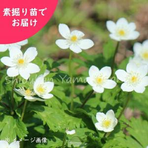 予約受付中▼(20株)ニリンソウ　素掘り苗20株　 山野草/二輪草/アネモネ/※2026年9月25日お届け開始