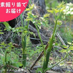 予約受付中▼(5株)ヤマウド　素掘り苗5株　 山菜苗/うど/山独活/※2026年10月23日お届け開始