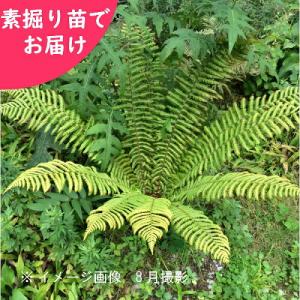 予約受付中▼(100株)オシダ　素掘り苗100株　 卸売り/山野草/大型シダ植物/雄羊歯/※2026年10月30日お届け開始