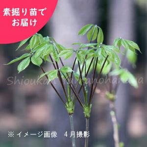 予約受付中▼(5株)コシアブラ　樹高30〜50ｃｍ　素掘り苗5株　 山菜苗/落葉高木/漉油/※2026年10月16日お届け開始
