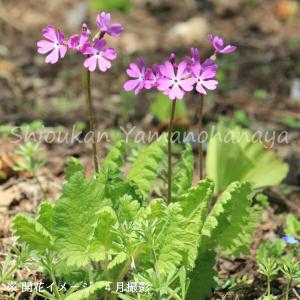フジバカマ 花の苗 藤袴 日本産1ポット 茶花 山野草 秋の七草 : やま