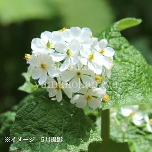 サンカヨウ 10.5cmポット苗 春咲き山野草/耐寒性多年草/スケルトン