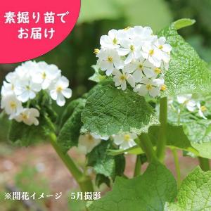 サンカヨウ 花 ガーデニング の商品一覧 通販 Yahoo ショッピング