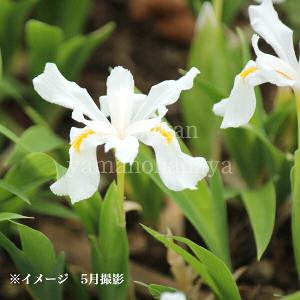 白花五寸アヤメ 9〜10.5cmポット苗 山野草...の商品画像
