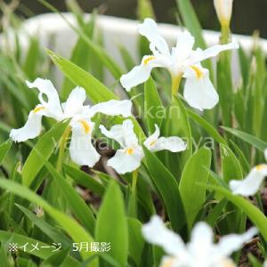 白花五寸アヤメ 9〜10.5cmポット苗 山野...の詳細画像1