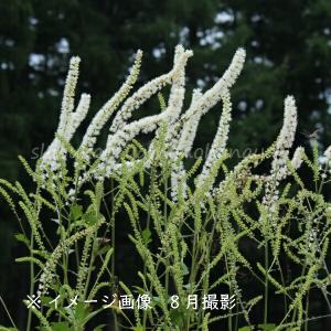 (100ポット)サラシナショウマ　10.5cmポット苗100ポットセット　 山野草/キミキフガ/シミキフガ/※5/9葉が展開中