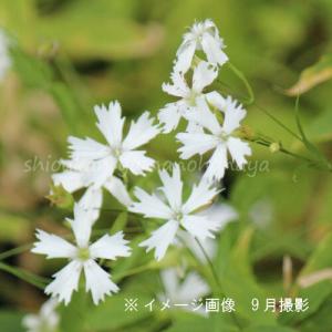 (100ポット)センジュガンビ　9cmポット苗100ポットセット　 山野草/センノウの仲間/※5/9葉が展開中