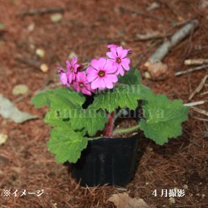 シラネアオイ 10.5cmポット苗 2芽植え/山野草/耐寒性多年草/白根葵