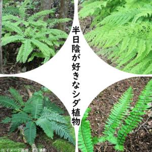 庭 シダ植物の商品一覧 通販 Yahoo ショッピング