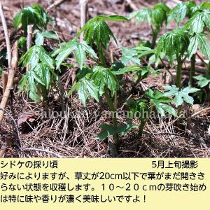 シドケ 9〜10.5cmポット苗 山菜苗/耐寒...の詳細画像1
