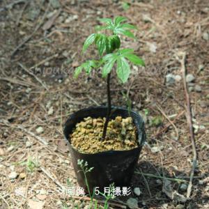 シドケ 9〜10.5cmポット苗 山菜苗/耐寒...の詳細画像4