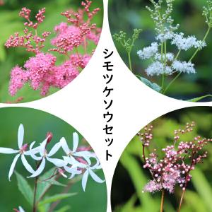 紫桜館 山の花屋 桃花キョウカノコ キョウカノコ Yahoo ショッピング