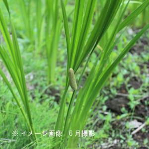 (100ポット)ハショウブ・ニオイショウブ　10.5cmポット苗100ポットセット　 香り菖蒲/端午の節句/菖蒲湯/※5/9葉が展開中