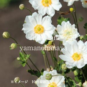 オシダ 10.5cmポット苗 山野草/大型シダ植物/雄羊歯/※7/10葉を切り詰め