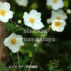 オシダ 10.5cmポット苗 山野草/大型シダ植物/雄羊歯/※7/10葉を切り詰め