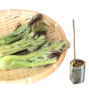 北海道産 タラの芽 根 10本 ＋サービス付き 根押し タラの木