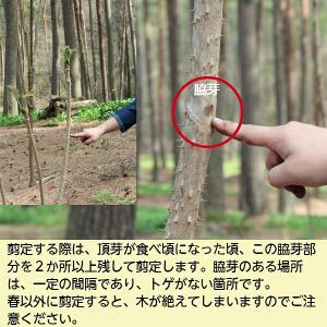 (5株)タラノキ 樹高30〜50cm 素掘り苗...の詳細画像4