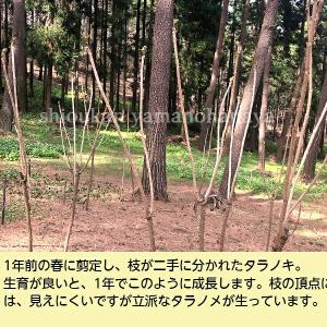 (5株)タラノキ 樹高30〜50cm 素掘り苗...の詳細画像5