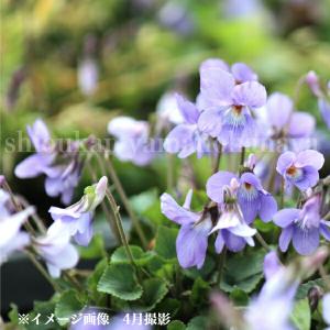 (100ポット)タチツボスミレ　9cmポット苗100ポットセット　 山野草/耐寒性多年草/立壺菫/※今季開花終了 5/9葉に傷みあり