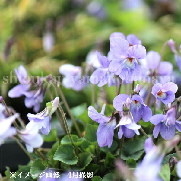 (1ポット)タチツボスミレ　9cmポット苗　 山野草/耐寒性多年草/立壺菫/※今季開花終了 5/8葉...