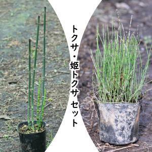 オシダ 10.5cmポット苗 山野草/大型シダ植物/雄羊歯/※6/3葉を切り詰め