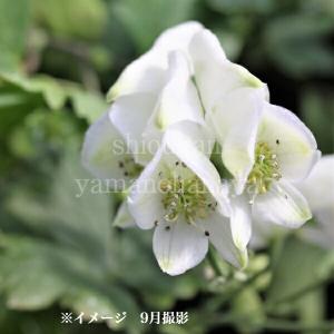 紫桜館 山の花屋 トリカブト 秋に咲く植物 Yahoo ショッピング