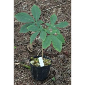 紫桜館 山の花屋 トチの木 食べられる木の実や果実が生る果樹苗 Yahoo ショッピング