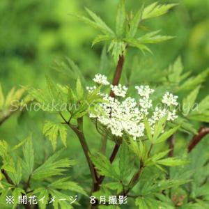 (100ポット)ホッカイトウキ　10.5cmポット苗100ポットセット　 薬草苗/耐寒性多年草/北海当帰/※5/9葉が展開中