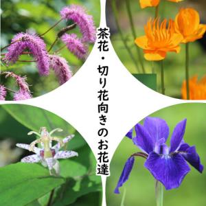 山野草セット： 茶花・切り花向き 4種各1ポットセット 【カライトソウ・トロリウス ゴールデンクイーン・サキガケアヤメ・ヤマジノホトトギス】｜shioukan-hanaya