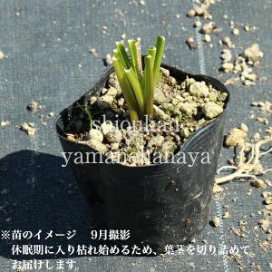 (100ポット)ウルイ 10.5cmポット苗1...の詳細画像2